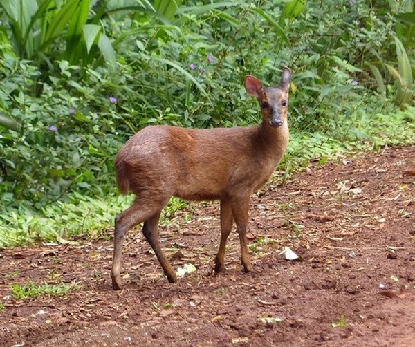 Corça na natureza selvagem em um campo