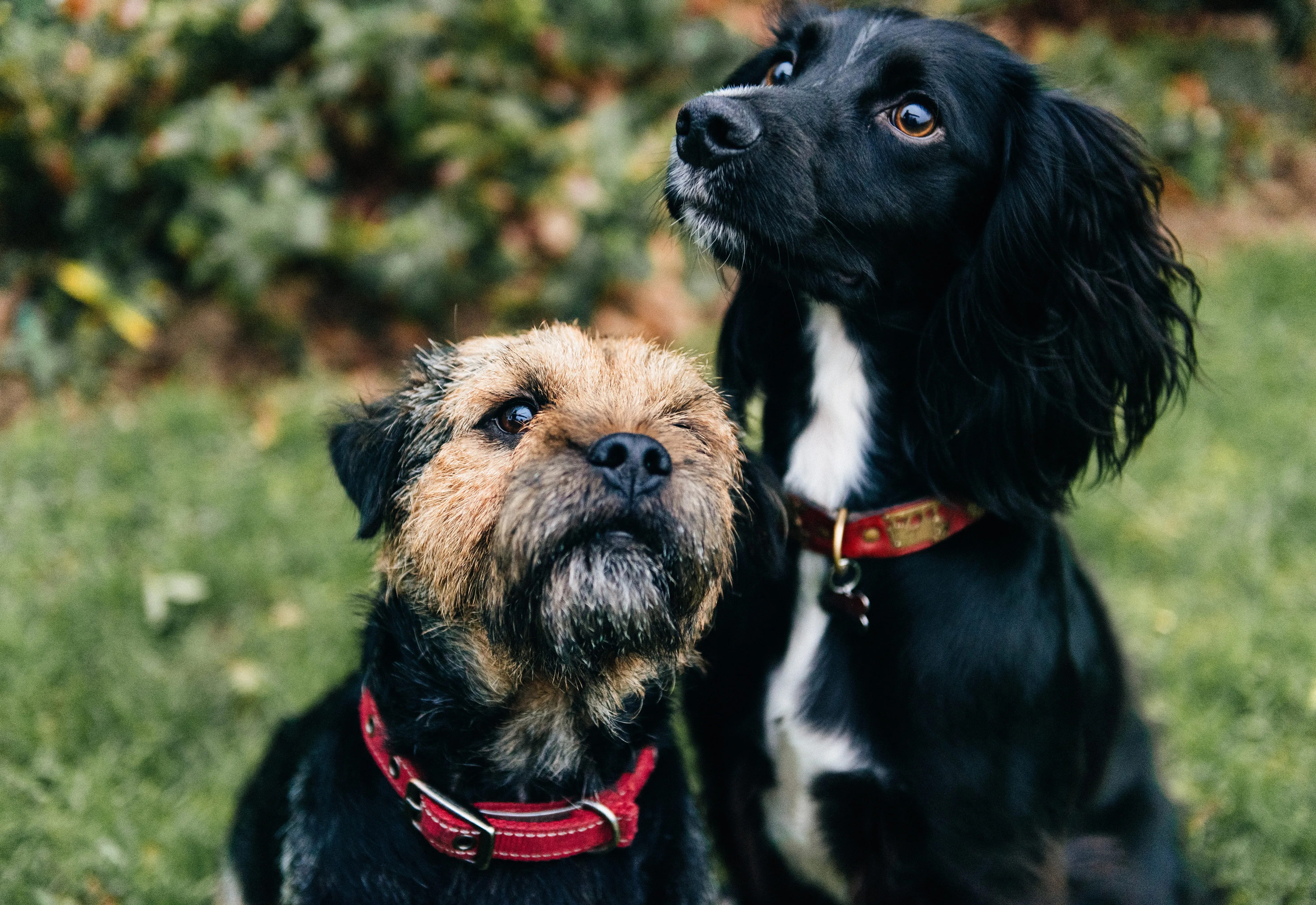 Itapeva promove imunização gratuita contra diversas doenças para cães e gatos
