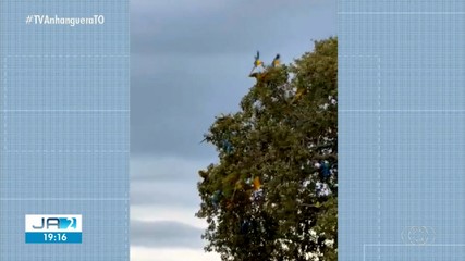 Voo de araras em área de plantio no interior do Tocantins viraliza na web; confira