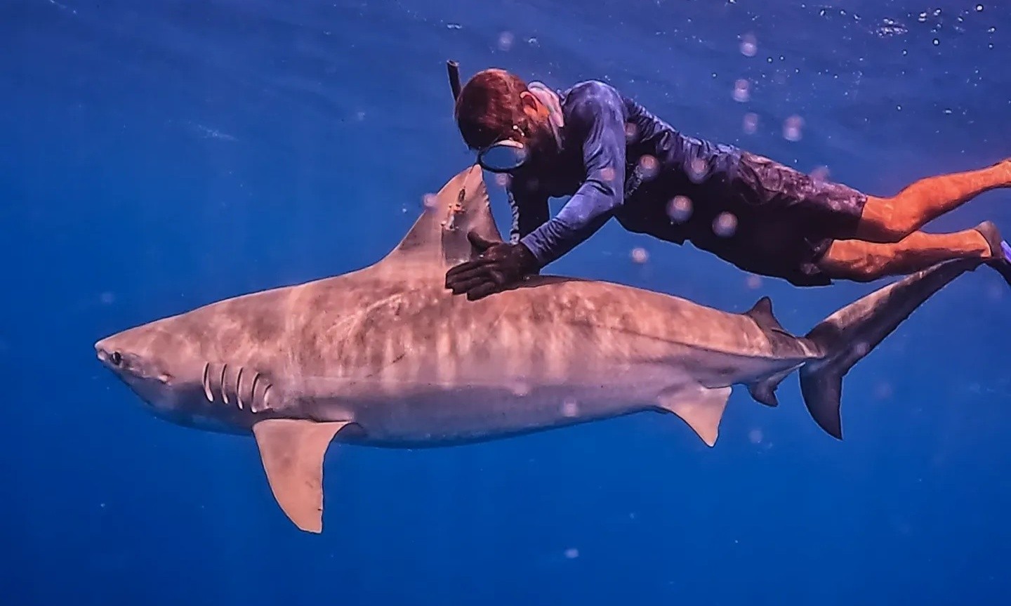 Tubarão-tigre marcado em Fernando de Noronha viaja 5mil km e migra para África