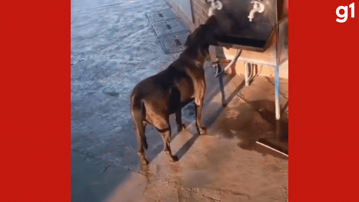 VÍDEO: cachorro 'caramelo' bebe água em bebedouro público de rodoviária em MT