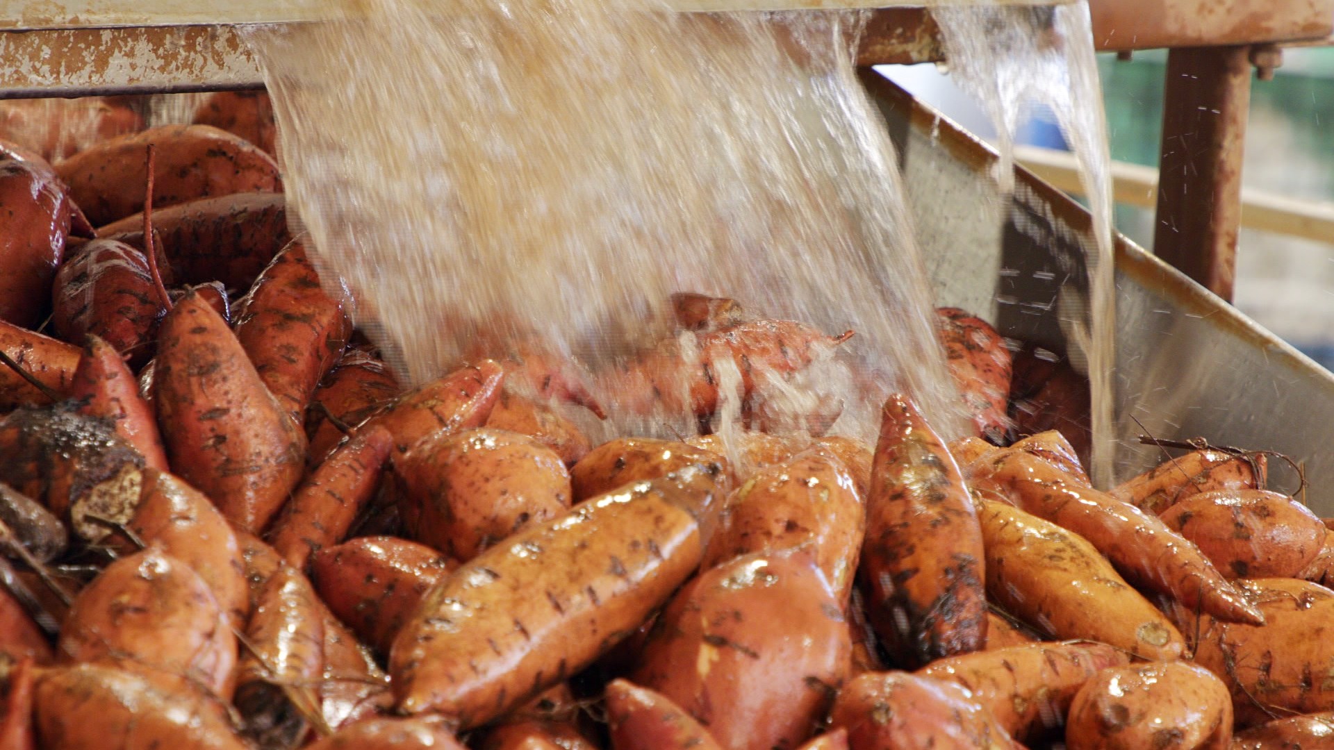 Você Não Tá Convidada pro Meu Bat Mitzvá!