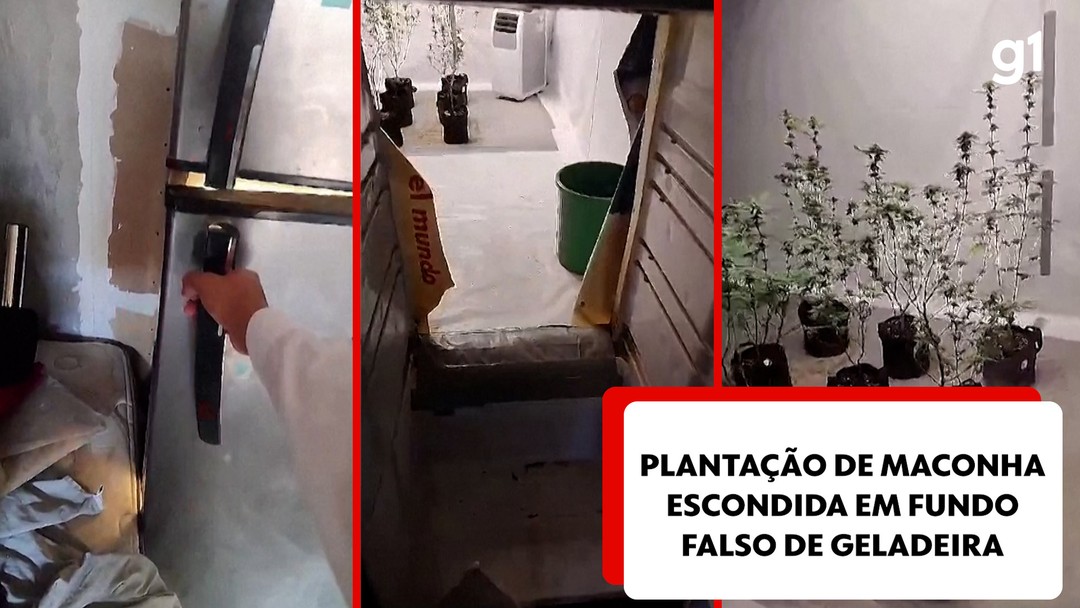 Polícia flagra passagem secreta dentro de geladeira que escondia plantação de maconha; VÍDEO