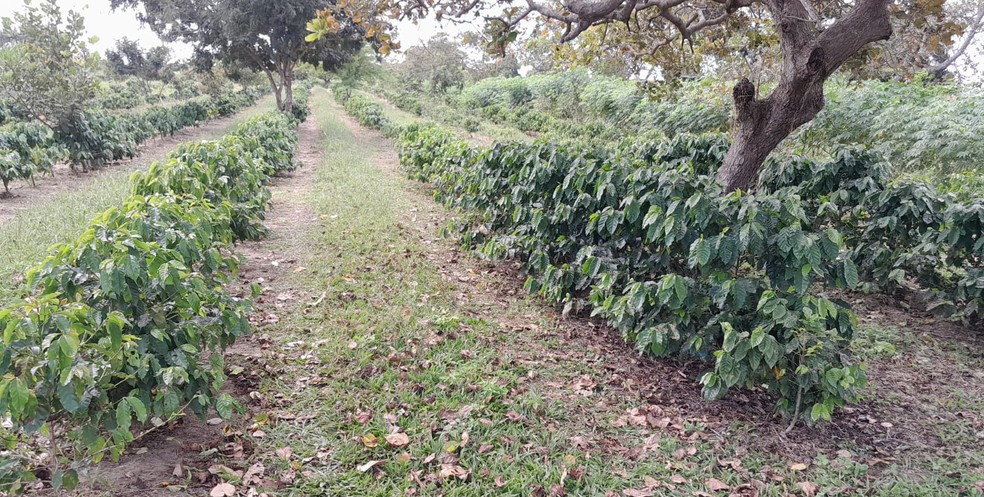 Plantação de café em Jaçanã, no Rio Grande do Norte — Foto: Cedida
