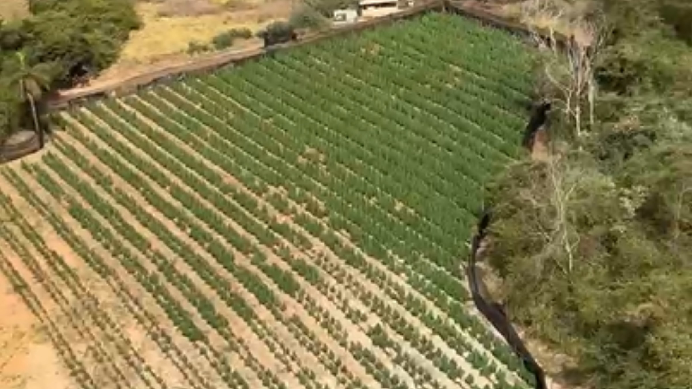 Com irrigação e iluminação na medida certa, 'fazenda da maconha' com 6 mil pés causa espanto na polícia pelo cultivo profissional: ‘É surpreendente’