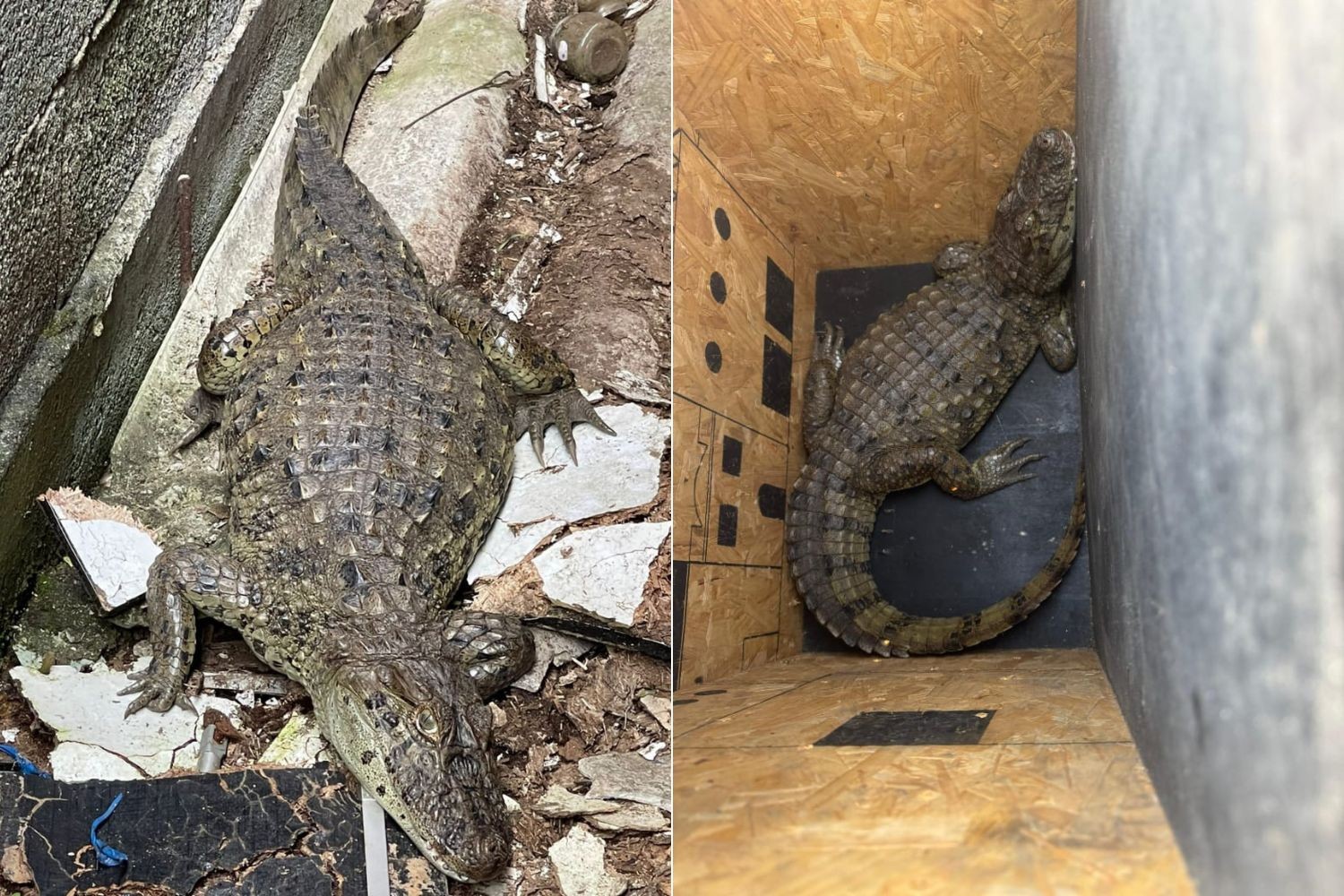 Jacaré 'invade' quintal de casa e é resgatado no litoral de SP