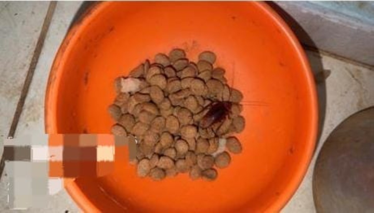 Ferimentos, pulgas e comida com barata: 11 cães são resgatados em situação de maus-tratos em MG 