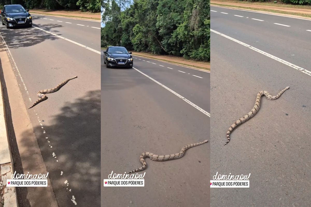 Passeio inusitado: serpente atravessa rua e ciclistas ajudam na travessia em parque de MS