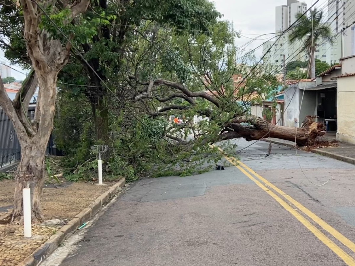 Mesmo com redução no volume de chuva, Campinas tem alta de 95% nas quedas de árvores em 2025