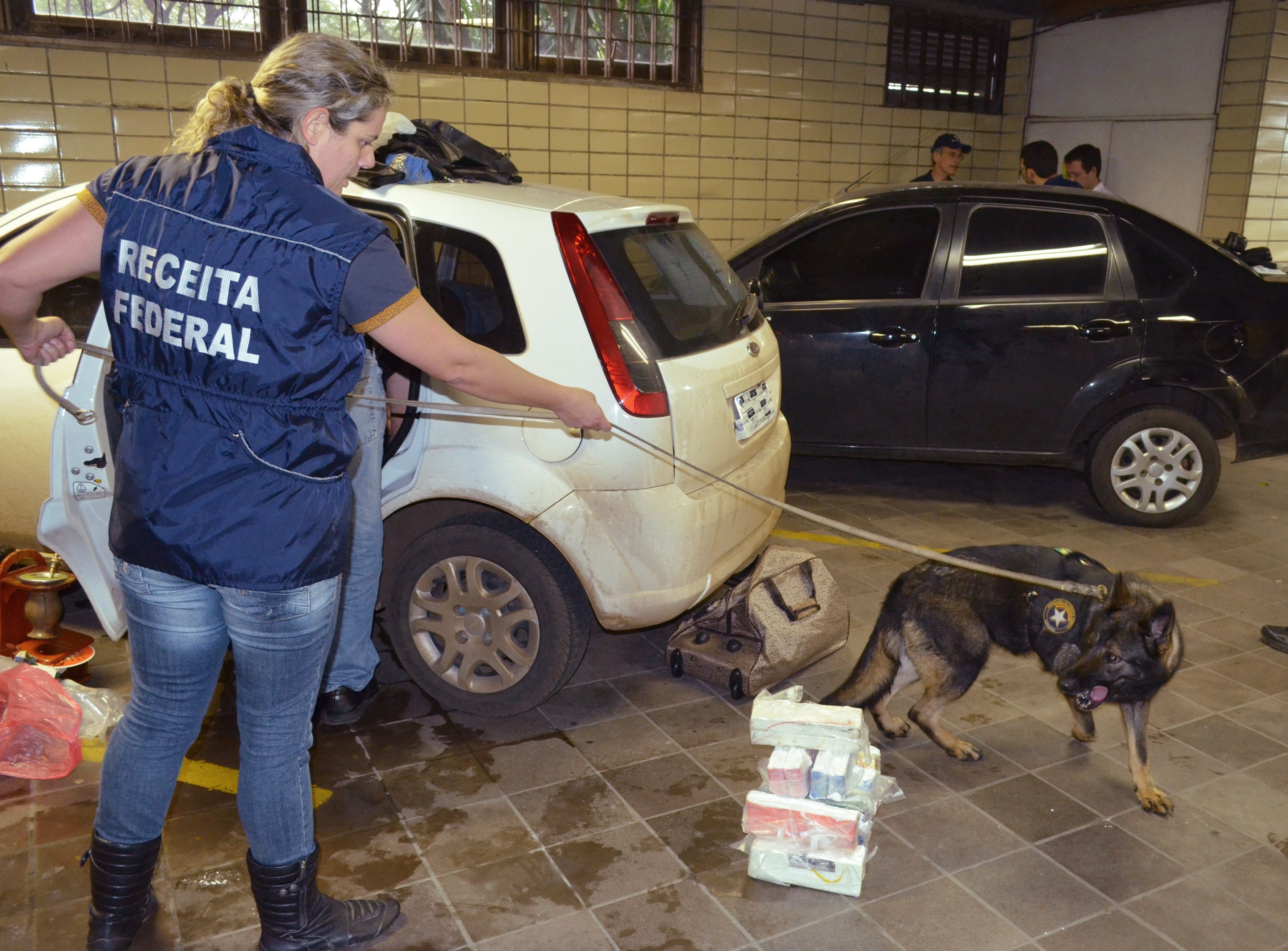 G1 - Invasão de ratos gigantes assusta moradores na Flórida - notícias em  Planeta Bizarro