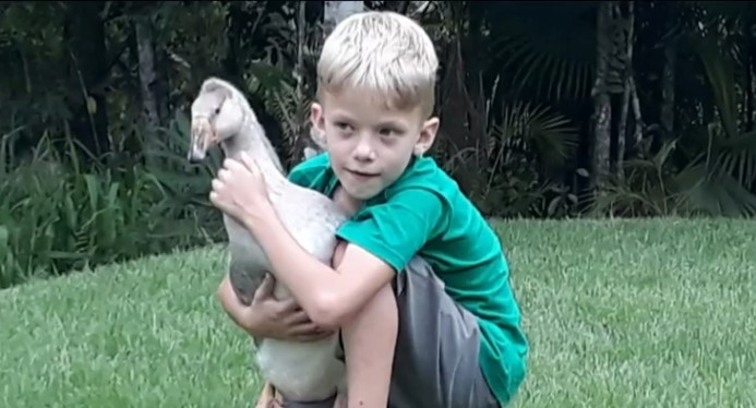 'Onde está Oliver?': ganso some e família de SC procura por companheiro inseparável de menino de 14 anos