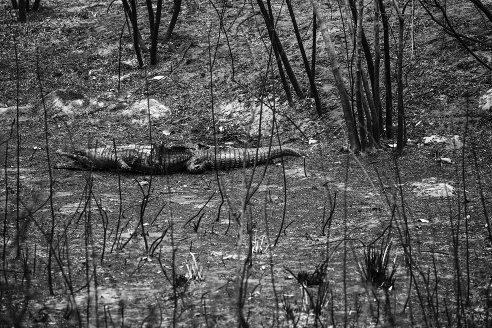 Fotógrafo encontrou animais mortos. — Foto: Araquém Alcântara