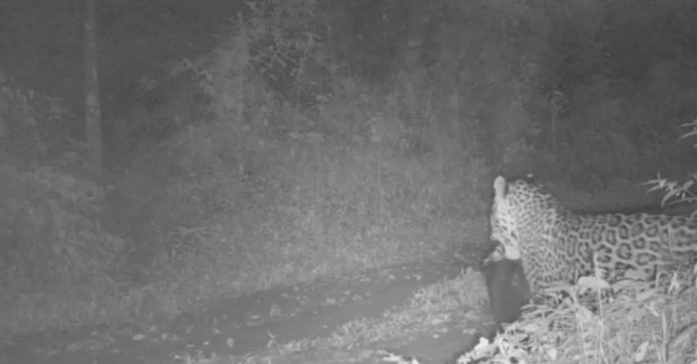 Onça-pintada caça cão em parque estadual no RS — Foto: Divulgação/ Parque Estadual do Turvo