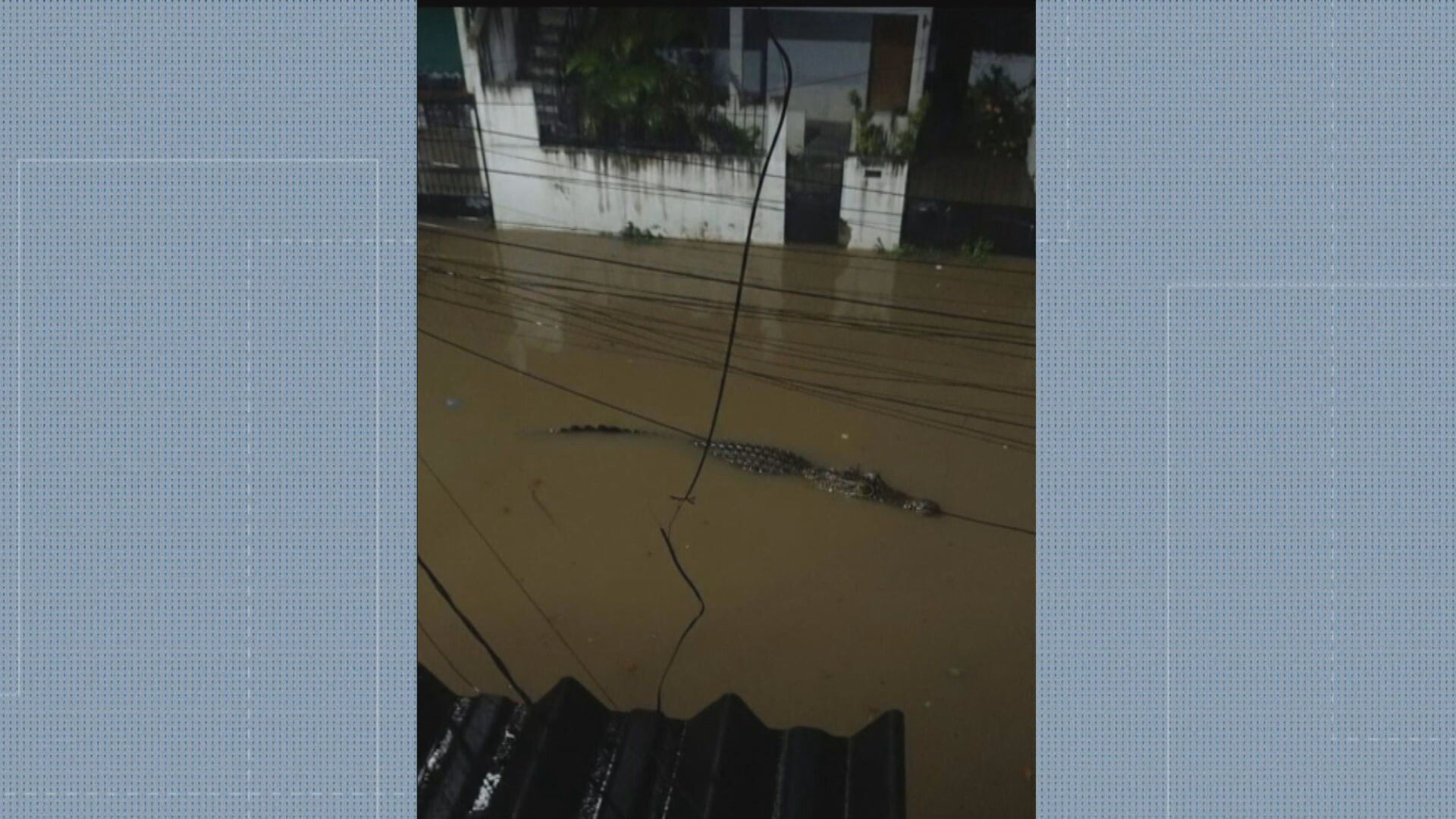 Jacaré surge em rua alagada na Zona Norte; previsão é de mais chuva
