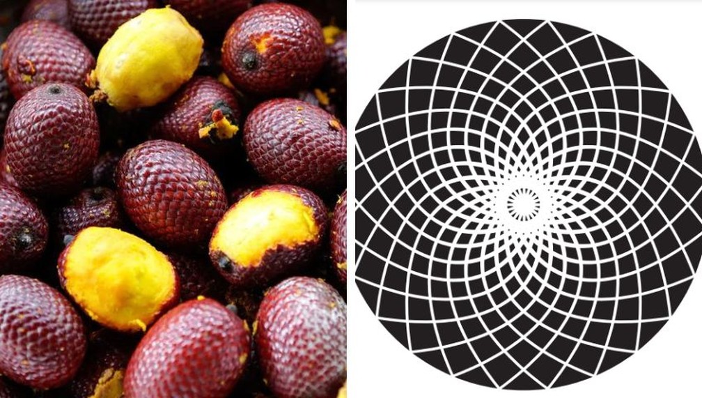 Buriti e sua iconografia — Foto: Divulgação e Sebrae