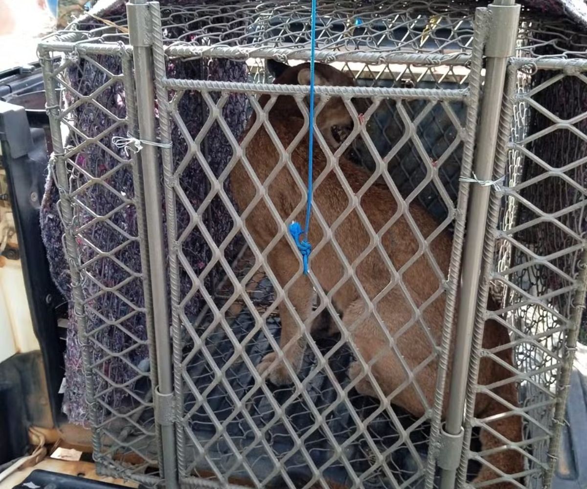 Bombou no g1: após sumiço de galinhas em sítio de Charqueada, morador fez armadilha para gatos e capturou onça por engano; reveja