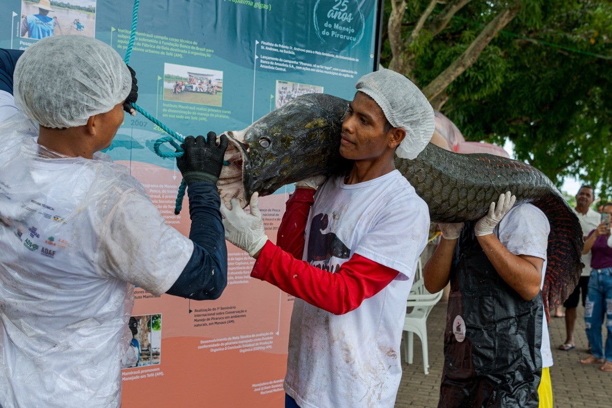 Tefé recebe 21ª Feira do Pirarucu de Manejo Sustentável durante o fim de semana