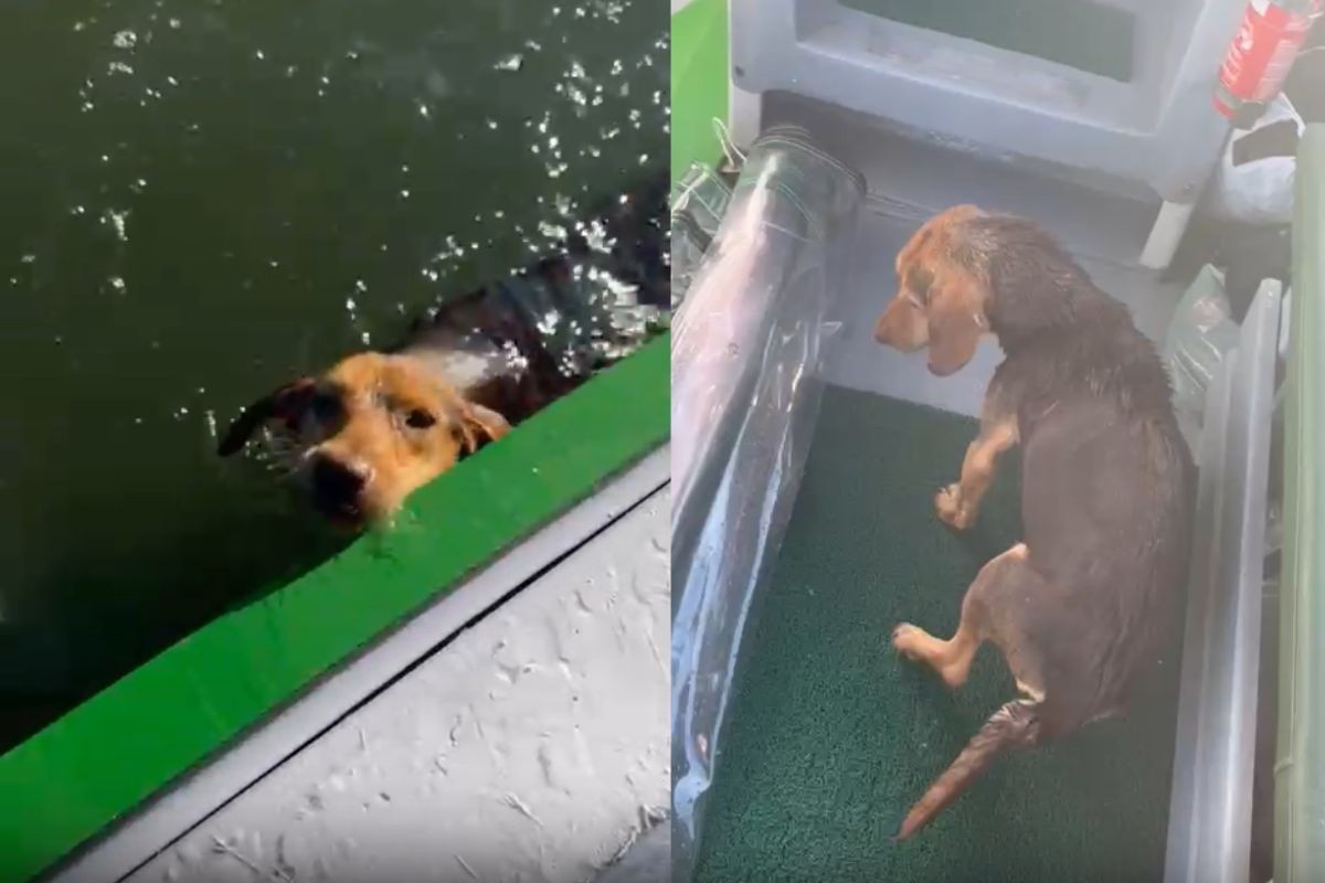 VÍDEO: marinheiro resgata cachorra que nadava sozinha no mar do litoral do Paraná