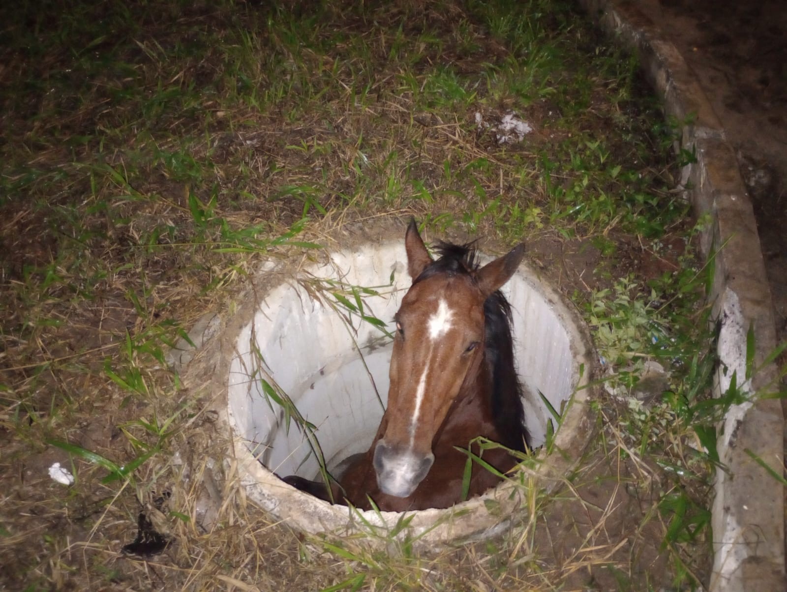 VÍDEO: Cavalo morre após cair em bueiro em Caruaru