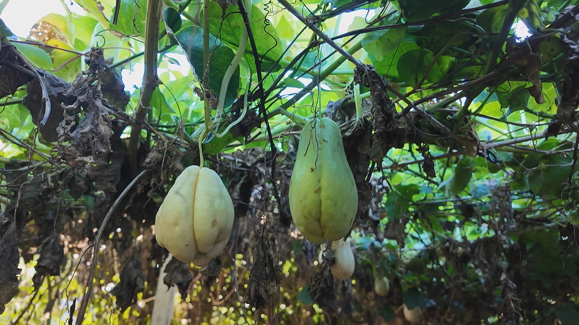 Plantação de chuchu com frutos de duas cores surpreende no Oeste do Paraná; entenda o fenômeno