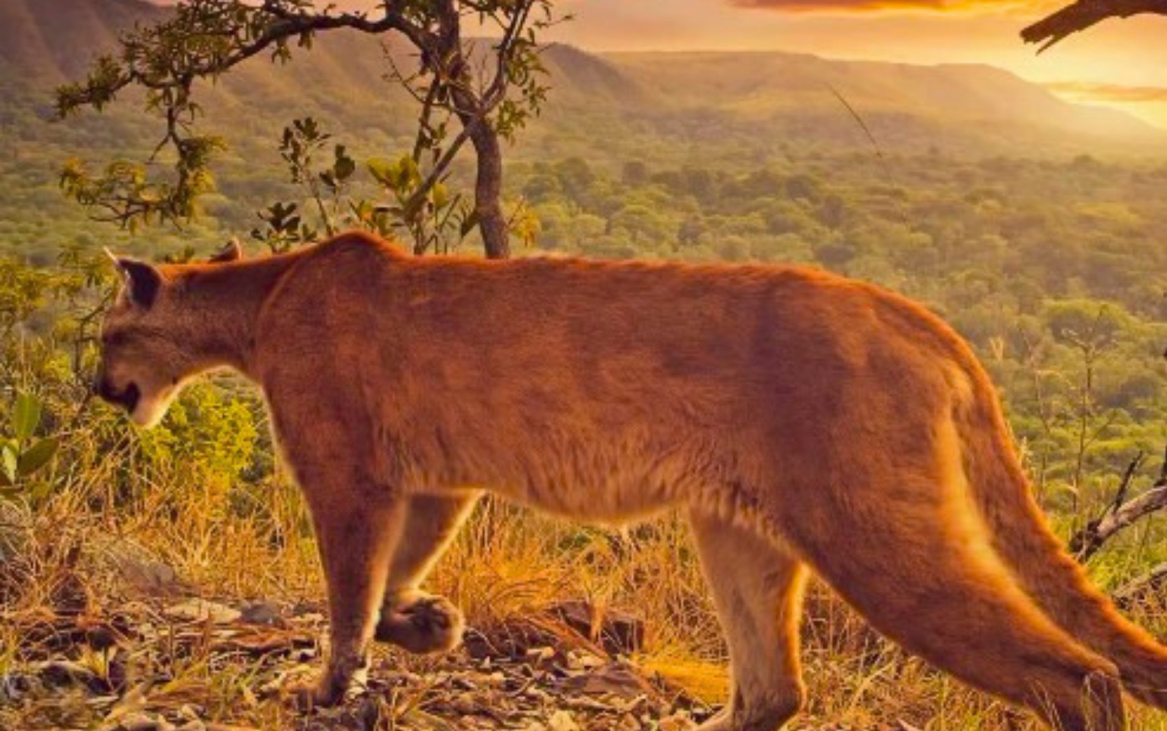 De lobo-guará a onças: santuário em que menina foi atacada durante trilha registra vídeos de animais em meio à natureza