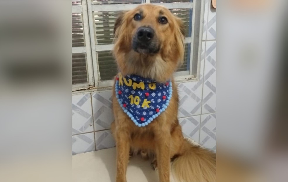 1 de 9
O c&atilde;o apelidado de "Capi" espera ser adotado h&aacute; 12 anos em abrigo de Itapetininga &mdash; Foto: Arquivo pessoal/Fernanda Nery