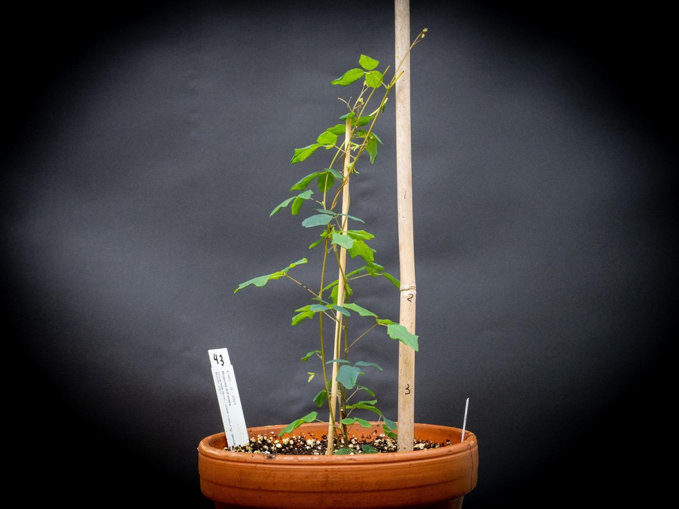 Boquila trifoliolata imita folhas de planta hospedeira, inclusive aquelas feitas de plástico. — Foto: Felipe Yamashita
