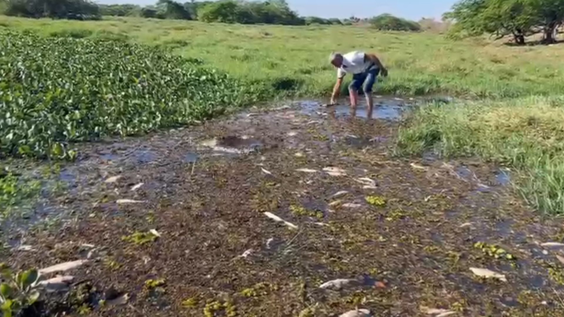 Peixes são encontrados mortos em ribeirão que desagua no Rio Tietê no interior de SP