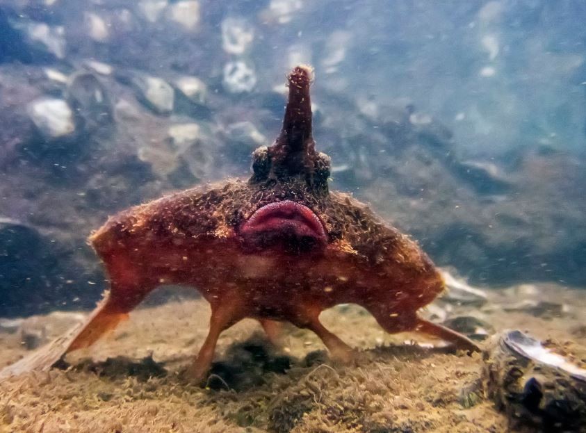 Peixe-morcego parece ‘caminhar’ no fundo do mar e tem estrutura na cabeça para atrair presas