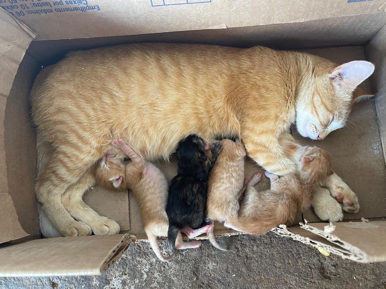 Filhotes de gato são abandonados dentro de saco plástico e tutor é preso por maus-tratos em Tarabai