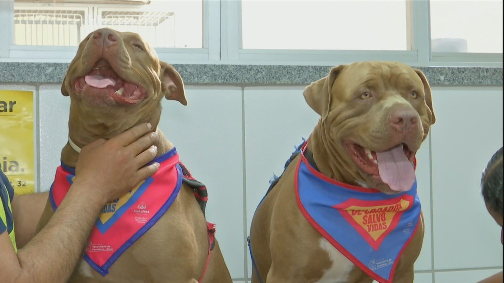 Os animais que podem doar não sentem nenhum tipo de problema depois das doações — Foto: Reprodução/TV Globo