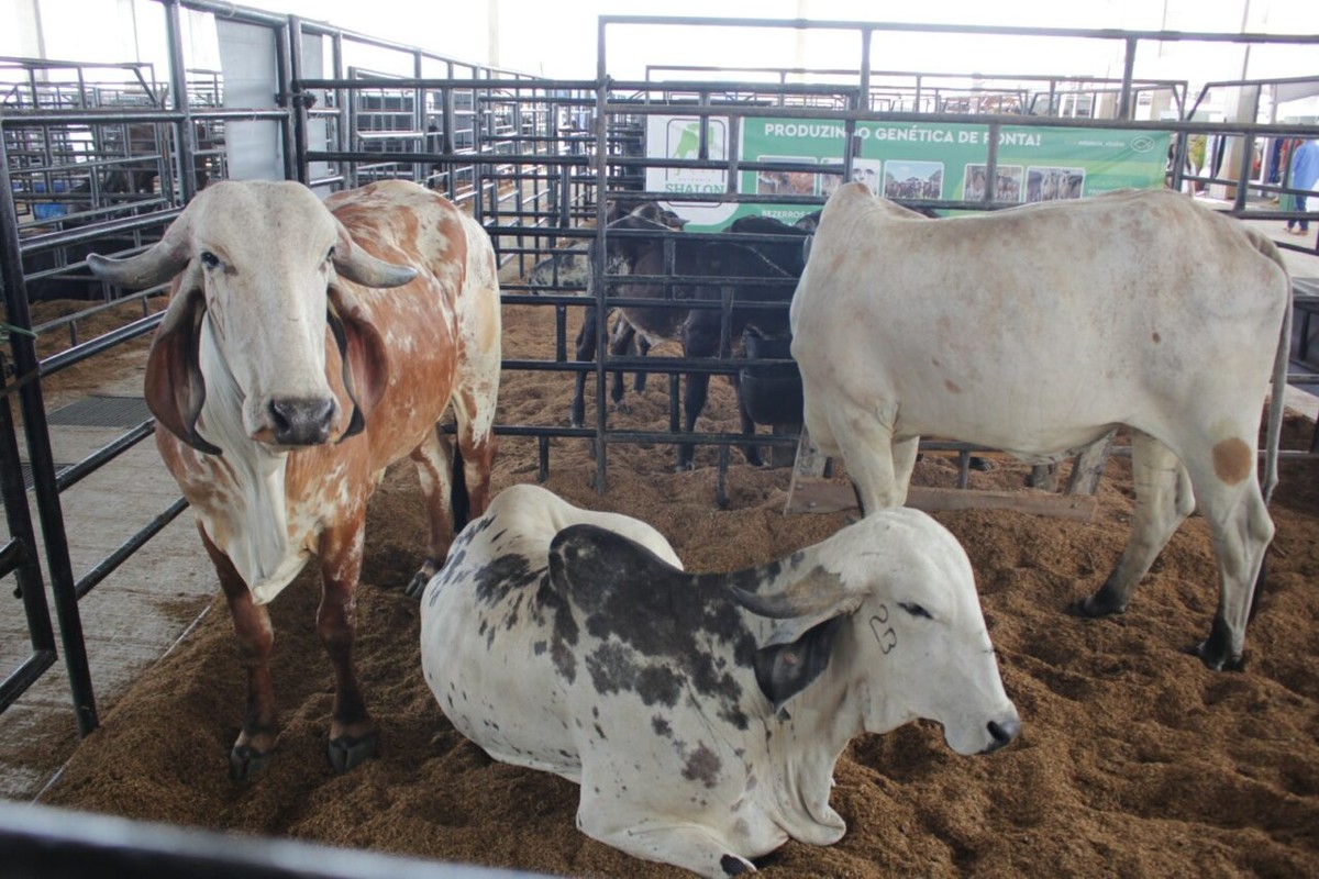 Rondônia Rural Show 2023: veja a programação do penúltimo dia ...