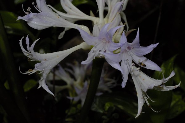 Considerada extinta, flor do grupo dos lírios é 'redescoberta