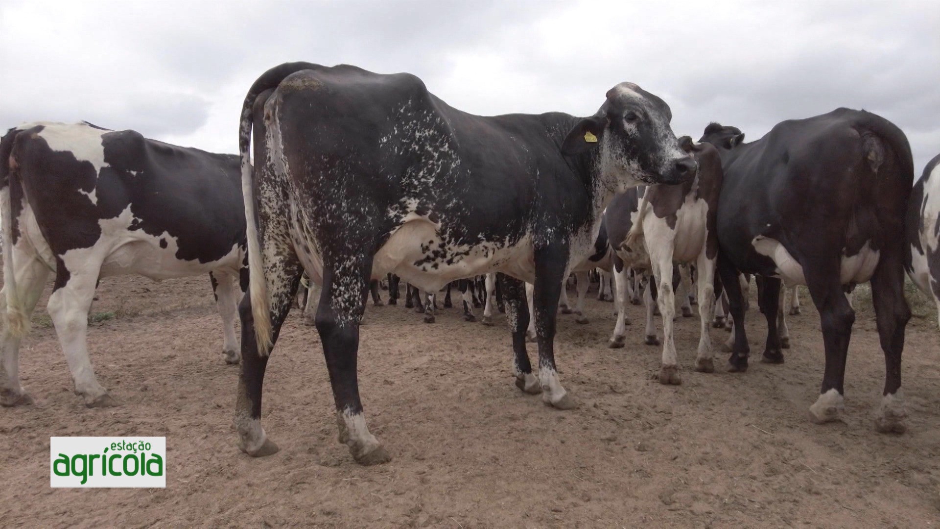 VÍDEO: Estação Agrícola, 28 de dezembro de 2025