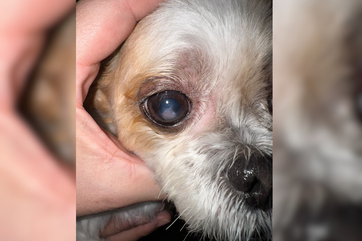 Transplantes de córnea em animais: especialista explica como são feitos os procedimentos e em quais casos são indicados