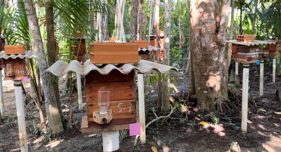 Projeto no Pará financiado pelo Fundo Amazônia produz mel que é vendido pelas comunidades locais — Foto: Paloma Rodrigues/TV Globo