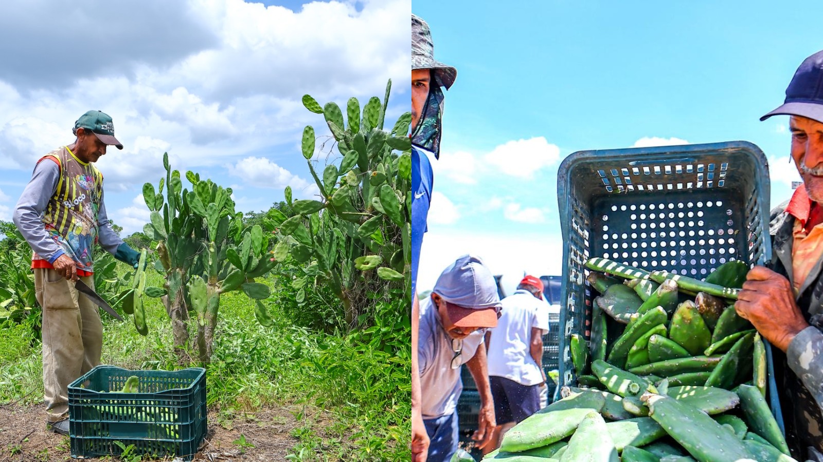 Conheça planta que serve como alimento para animais e ajuda a recuperar solo durante seca no Piauí