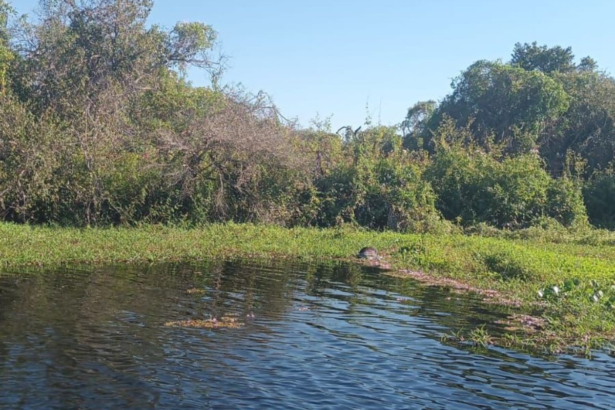 Homem é achado morto em rio do Pantanal de MS