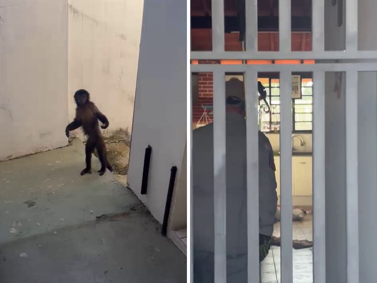 Macaco foge, invade casas e mobiliza bombeiros no interior de SP: 'Ele estava achando divertido'