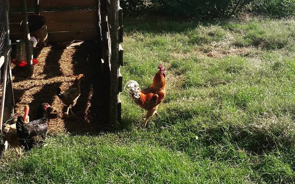 Modelo de jogo grátis - fazenda galinha