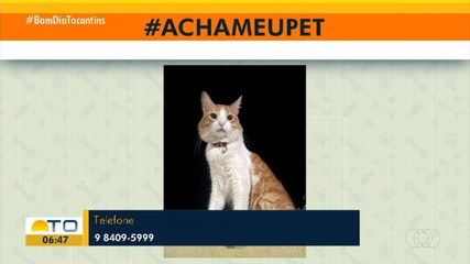 Donos pedem ajuda para encontrar gatinho Joca em Palmas
