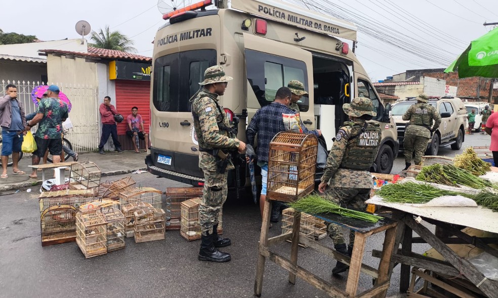 Aves estavam sendo comercializadas ilegalmente no centro da cidade — Foto: Coppa