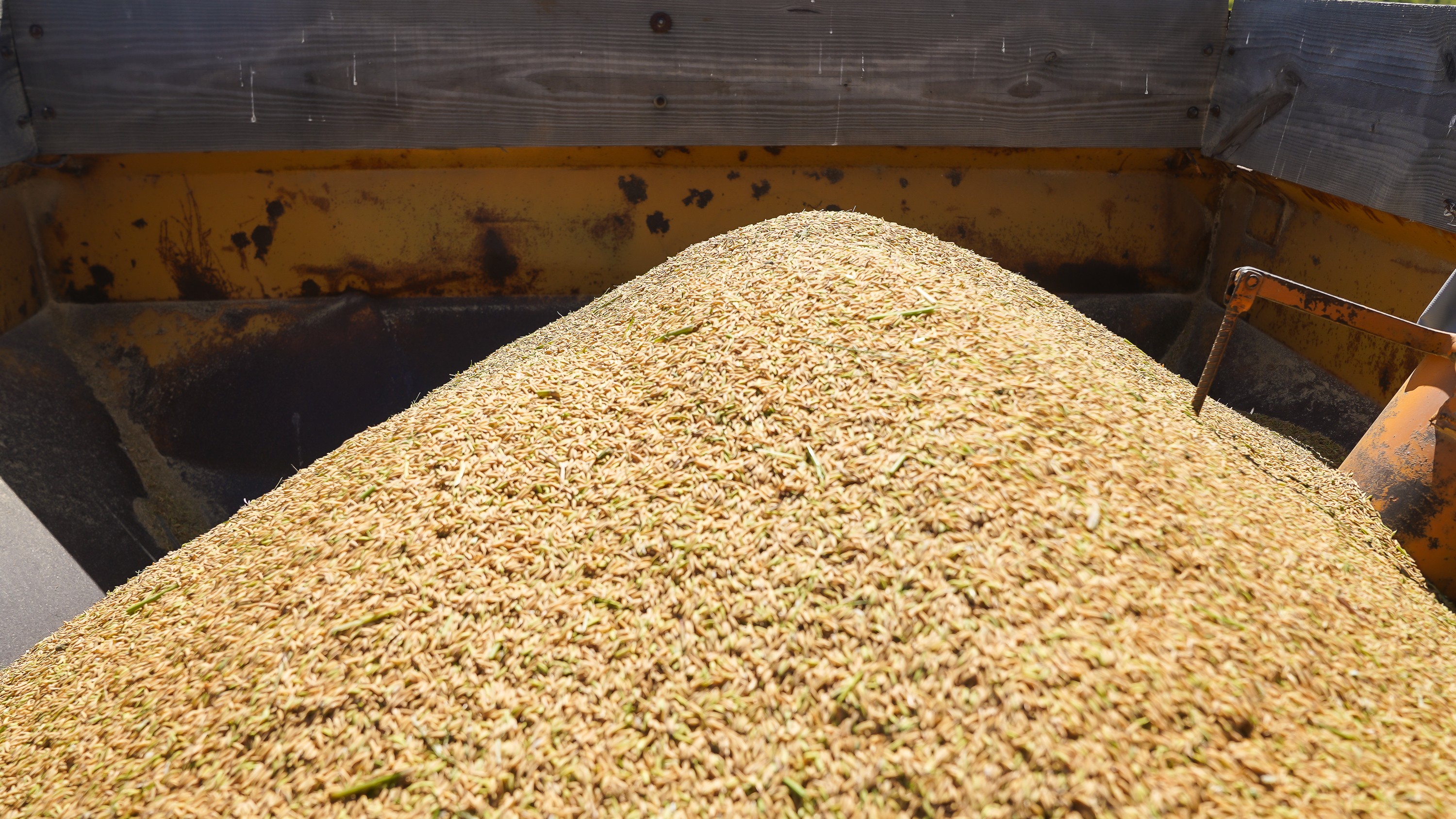 Governo marca leilão de compra de arroz importado para o dia 6 de junho; alimento deve chegar até setembro ao consumidor