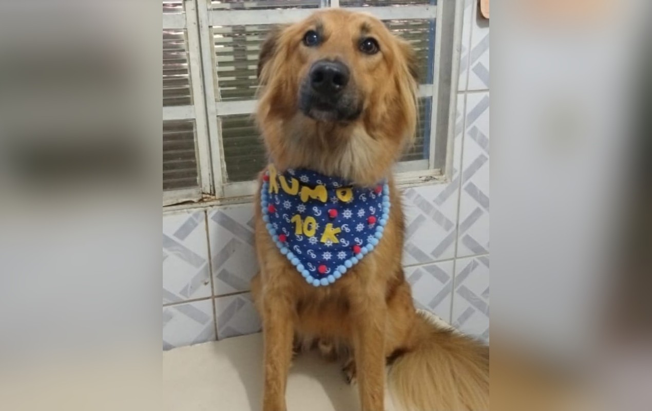 Resgatado em lixão, cão aguarda há 8 anos por adoção em abrigo de Itapetininga; especialistas alertam para impactos da longa espera