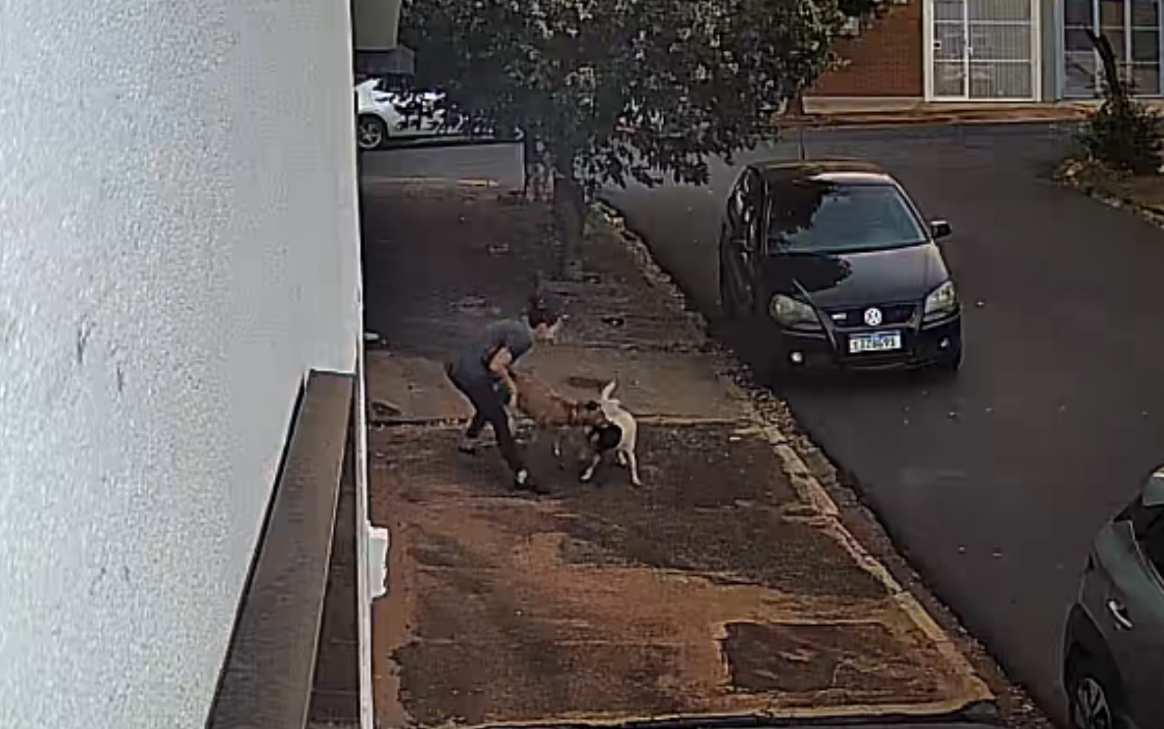 Mulher fica ferida ao tentar proteger cachorro de ataque de cão em Ribeirão Preto, SP; VÍDEO