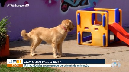 Advogada tira dúvidas sobre guarda de animais de estimação