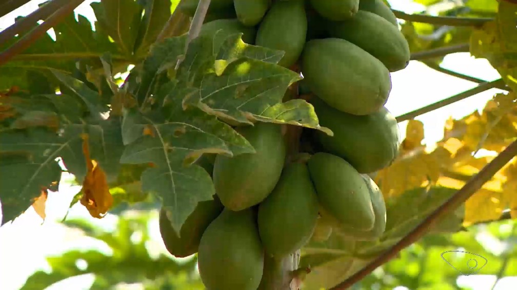 Especialistas acreditam que o bom tempo e o aumento da área plantada foram os principais motivos para o crescimento da produção no ES — Foto: Reprodução/TV Gazeta