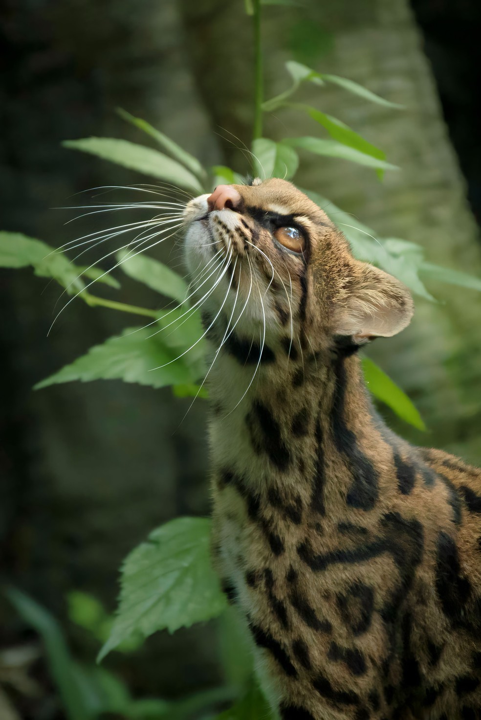 Dados que comprovam o gato-nebuloso como nova espécie serão enviados à Lista Vermelha da IUCN — Foto: Yilder Esteban González Montenegro