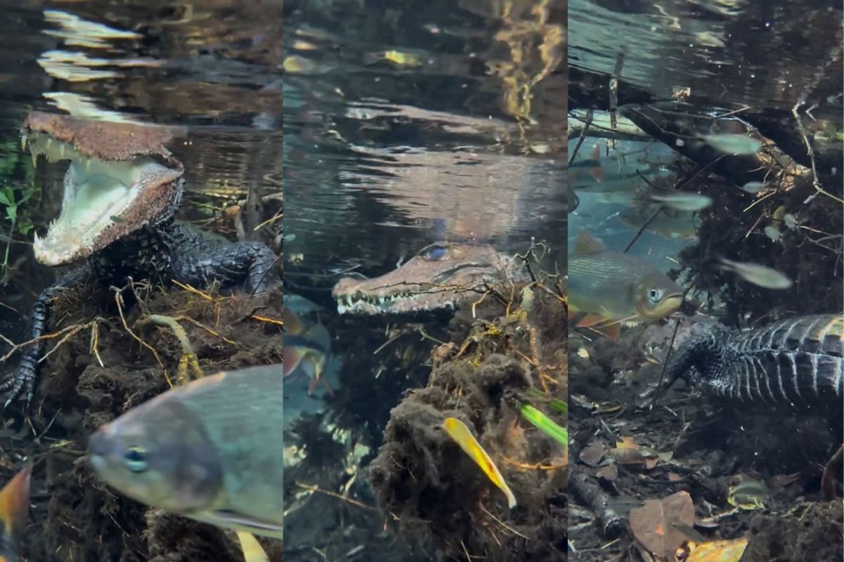 VÍDEO: jacaré é flagrado entre peixes durante passeio de flutuação em Bonito e reação do animal surpreende