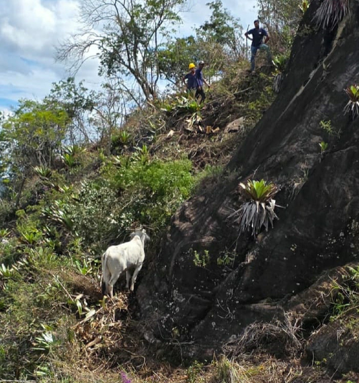 Novilha é resgatada após passar 15 dias presa no alto de pedreira em Carangola